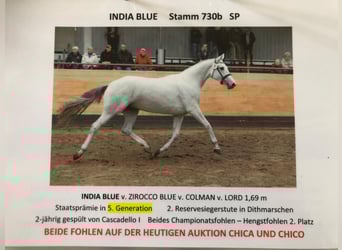 Holstein, Mare, 9 years, 16.2 hh, Grey Holstein, Mare, 9 years, 16.2 hh, Grey