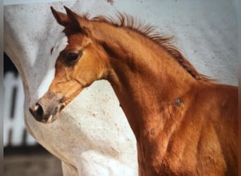 Holstein, Mare, 9 years, 16.2 hh, Grey Holstein, Mare, 9 years, 16.2 hh, Grey