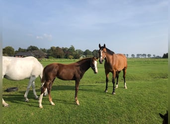 Holstein, Mare, 9 years, 16.2 hh, Grey Holstein, Mare, 9 years, 16.2 hh, Grey