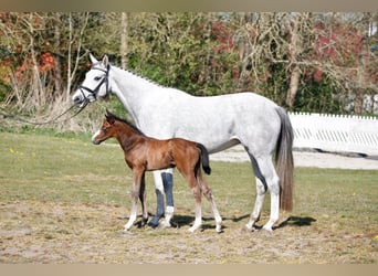 Holstein, Mare, 9 years, 16.2 hh, Grey Holstein, Mare, 9 years, 16.2 hh, Grey