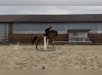 Holstein, Mare, 9 years, 16.3 hh, Chestnut-Red