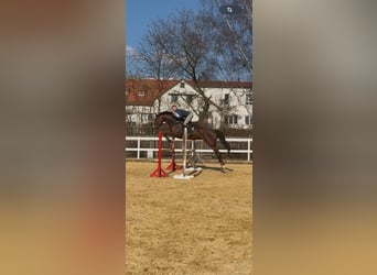 Holstein, Mare, 9 years, 16.3 hh, Chestnut