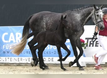 Holstein, Mare, 9 years, 16.3 hh, Grey