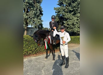 Holstein, Mare, 9 years, 16 hh, Bay-Dark