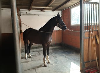 Holstein, Mare, 9 years, 16 hh, Bay-Dark