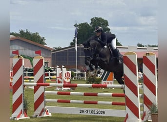 Holstein, Mare, 9 years, 16 hh, Bay-Dark