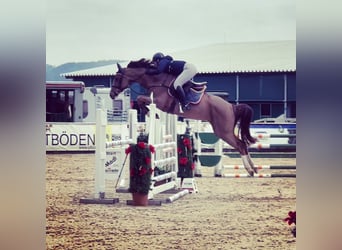 Holstein, Mare, 9 years, 16 hh, Chestnut-Red