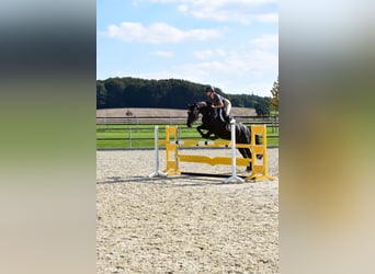 Holstein, Mare, 9 years, 16 hh, Smoky-Black