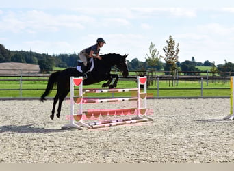 Holstein, Mare, 9 years, 16 hh, Smoky-Black
