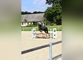 Holstein, Mare, 9 years, 16 hh, Smoky-Black