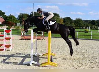 Holstein, Mare, 9 years, 16 hh, Smoky-Black