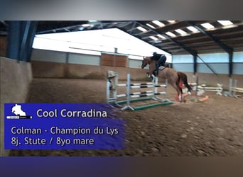 Holstein, Mare, 9 years, 16,1 hh, Chestnut-Red