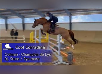 Holstein, Mare, 9 years, 16,1 hh, Chestnut-Red