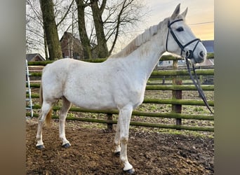 Holstein, Mare, 9 years, 16,1 hh, Grey