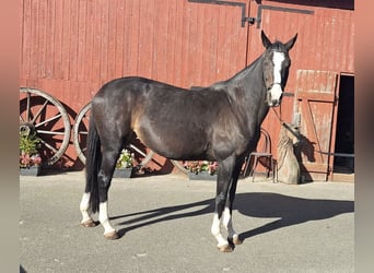 Holstein, Mare, 9 years, 16,2 hh, Bay-Dark