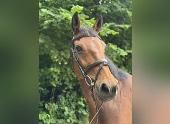 Holstein, Mare, 9 years, 16,2 hh, Brown