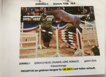 Holstein, Mare, 9 years, 16,2 hh, Grey