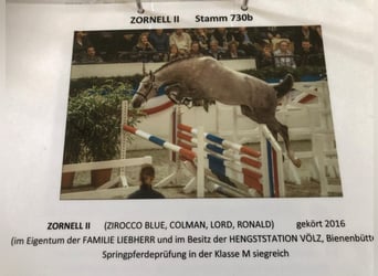 Holstein, Mare, 9 years, 16,2 hh, Grey
