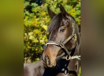 Holstein, Mare, 9 years, 16,2 hh, Smoky-Black