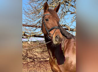 Holstein, Mare, 9 years, 16,3 hh, Chestnut