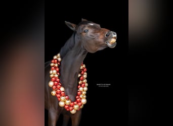 Holstein, Mare, 9 years, 17 hh, Bay-Dark