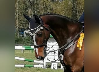 Holstein, Mare, 9 years, 17 hh, Brown