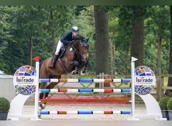 Holstein, Mare, 9 years, 18 hh, Brown