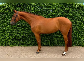 Holstein, Mare, 9 years, Chestnut-Red