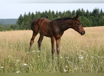 Holstein, Mare, Foal (05/2026), 16.1 hh, Brown