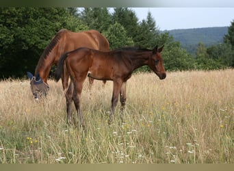 Holstein, Mare, Foal (05/2026), 16.1 hh, Brown