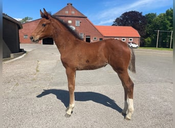 Holstein, Mare, Foal (02/2024), 16.1 hh, Brown