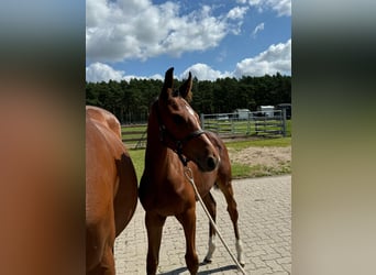 Holstein, Mare, Foal (04/2024), 16.1 hh, Brown