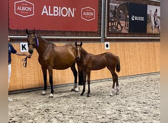 Holstein, Mare, Foal (04/2024), 16.1 hh, Brown