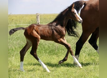 Holstein, Mare, Foal (05/2024), 16.1 hh, Brown