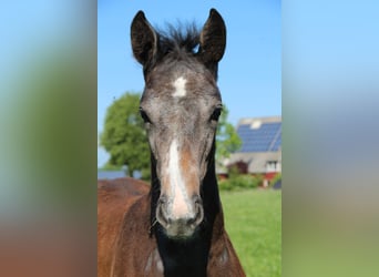 Holstein, Mare, Foal (04/2024), 16.1 hh, Gray