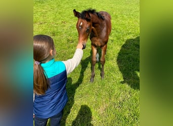 Holstein, Mare, Foal (04/2026), 16.2 hh, Bay-Dark