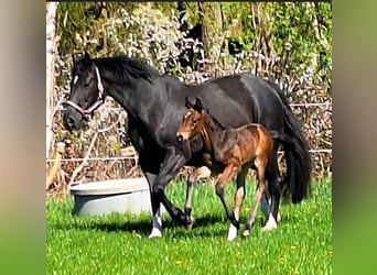 Holstein, Mare, Foal (04/2026), 16.2 hh, Bay-Dark
