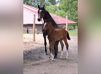 Holstein, Mare, Foal (05/2026), 16.2 hh, Bay-Dark