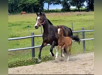 Holstein, Mare, Foal (05/2026), 16.2 hh, Bay-Dark