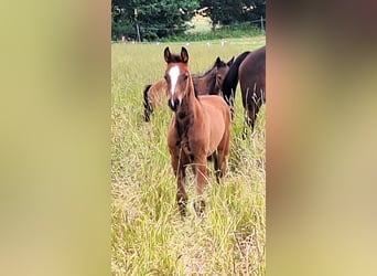 Holstein, Mare, Foal (05/2026), 16.2 hh, Bay-Dark