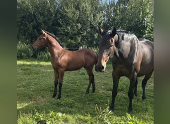 Holstein, Mare, Foal (05/2026), 16.2 hh, Bay-Dark