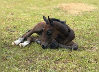 Holstein, Mare, Foal (06/2026), 16.2 hh, Can be white