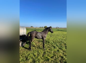 Holstein, Mare, Foal (05/2023), 16.2 hh, Gray