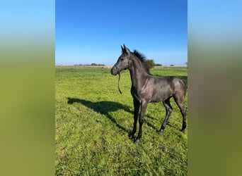 Holstein, Mare, Foal (05/2023), 16.2 hh, Gray