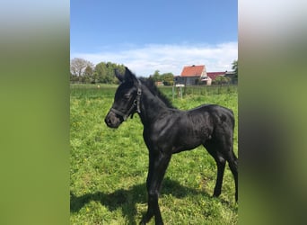 Holstein, Mare, Foal (05/2023), 16.2 hh, Gray
