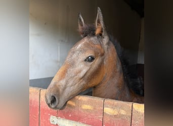 Holstein, Mare, Foal (06/2026), 16.2 hh, Grey