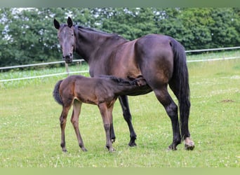 Holstein, Mare, Foal (06/2024), 16.3 hh, Bay-Dark