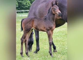 Holstein, Mare, Foal (06/2024), 16,3 hh, Bay-Dark