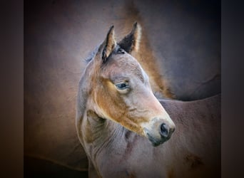 Holstein, Mare, Foal (06/2024), 16,3 hh, Bay-Dark