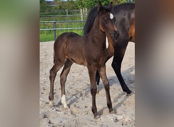 Holstein, Mare, Foal (05/2024), 16.3 hh, Bay-Dark